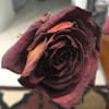 kenzy_sturm